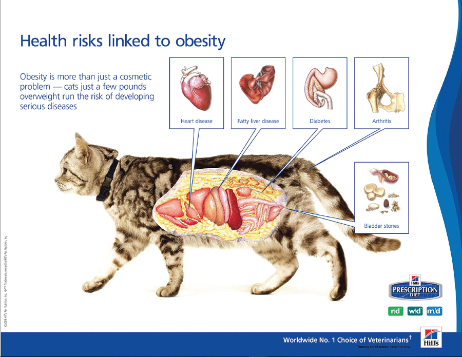 Печень у кошки симптомы. Ожирение у кота. Лишний вес у кошки. Ожирение у котят. Полнота у кошек.