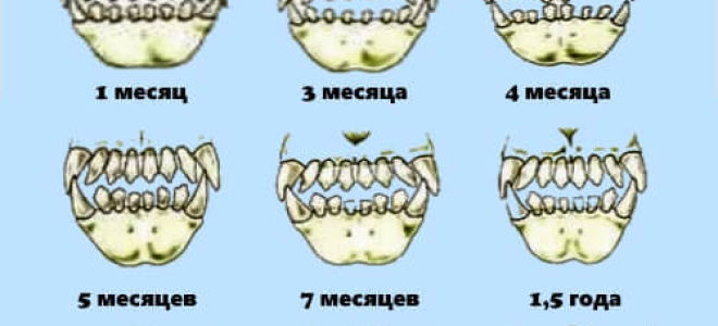 Как определить возраст собаки по зубам и внешним признакам