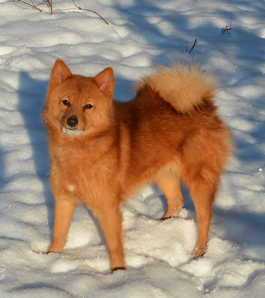 Собаки, похожие на лису — породы с фото и описанием