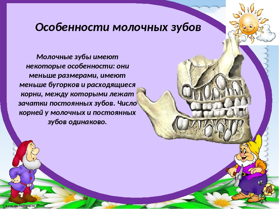 Скажи зуб. Молочные зубы. Презентация на тему молочные зубы. Когда выпадают молочные зубы.