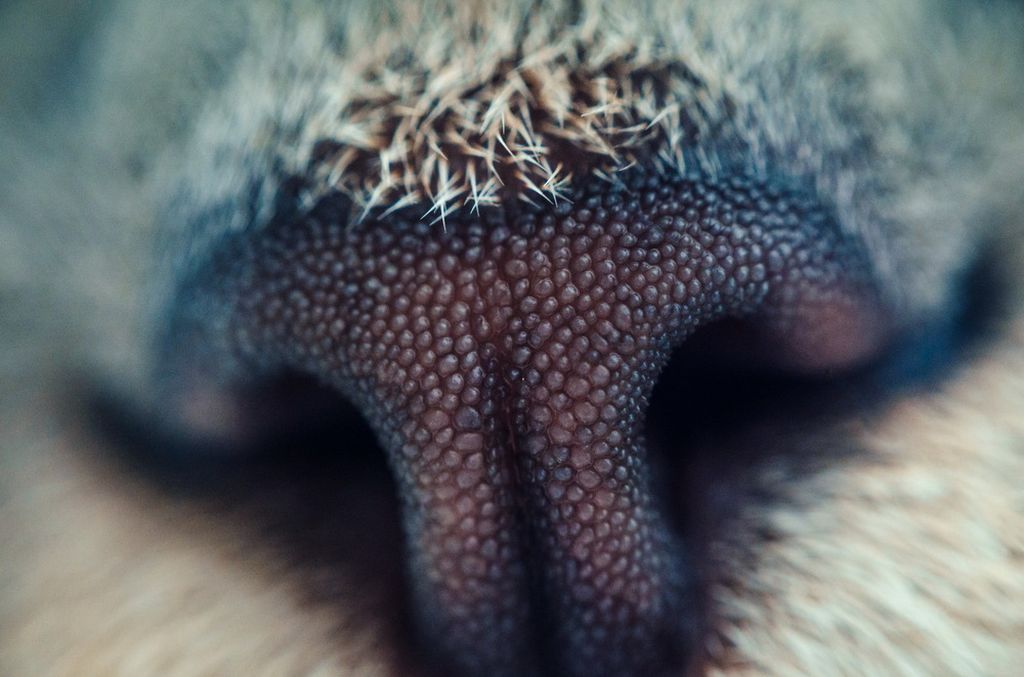 Мокрый нос у кота: почему он холодный и что это значит