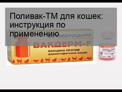 Инактивированная вакцина Поливак-ТМ — надёжная защита кошки от кожных инфекций