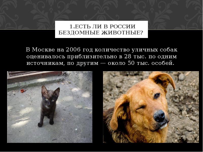 Как человеку не стать животным. Бездомные животные. Бездомные собаки. Численность бездомных животных. Бездомные животные в России.