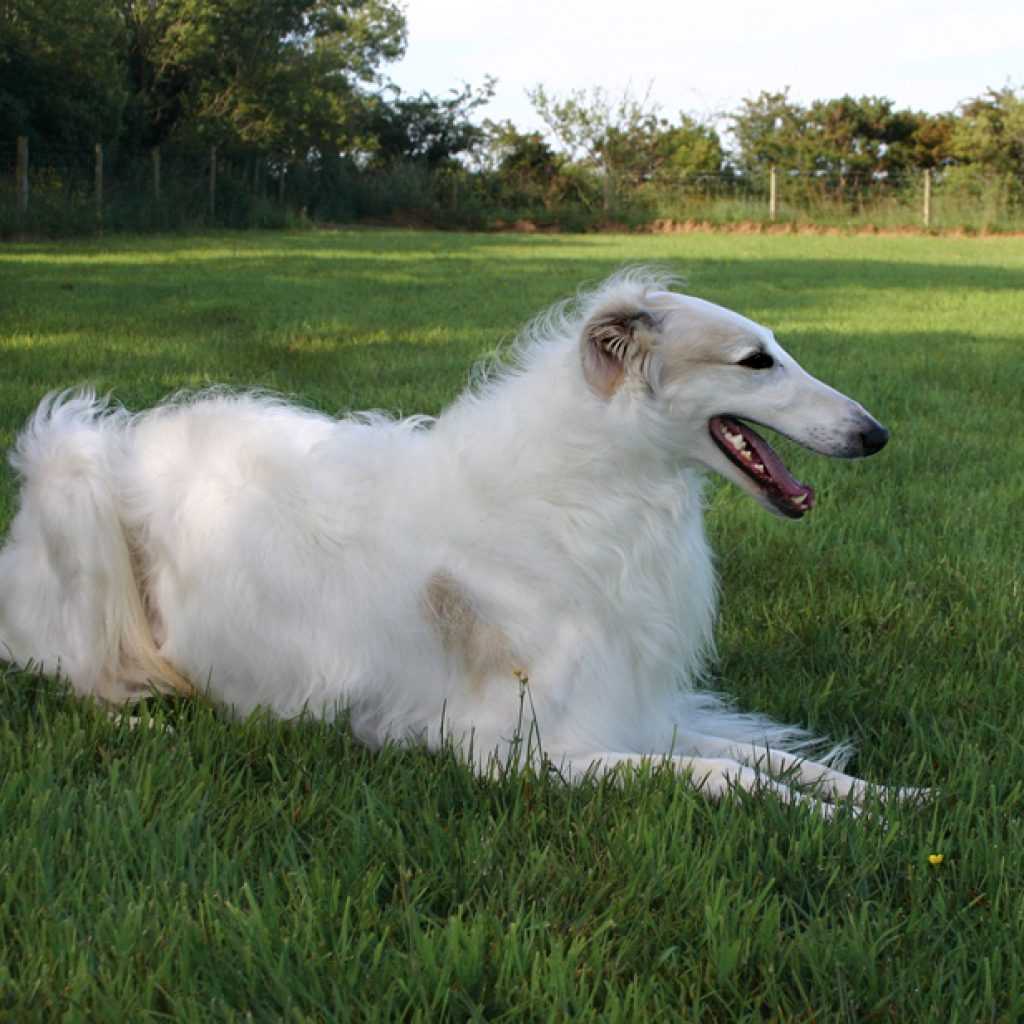 Длинношерстные собаки: большие породы с вытянутой мордой