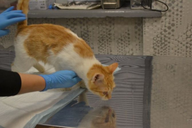 Инсульты у кошек и котят: как лечить патологию