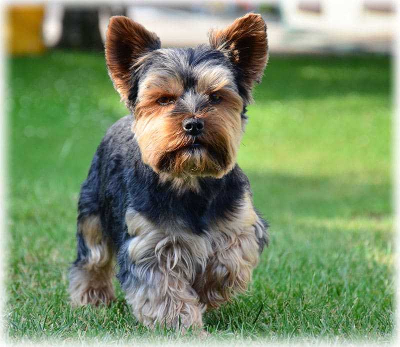 Йоркширский терьер: описание породы собак