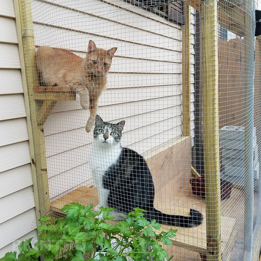 Вольер для кошек на даче или в квартире своими руками
