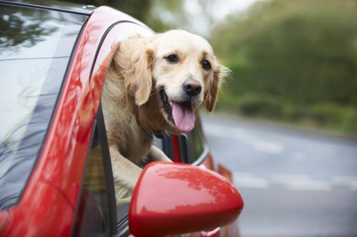 Собаку укачивает в автомобиле: причины, признаки и способы устранения