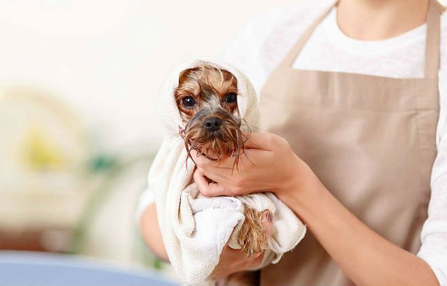 Когда можно купать щенка первый раз без прививок