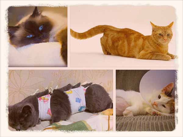 Сколько живут коты в домашних условиях кастрированные: срок жизни