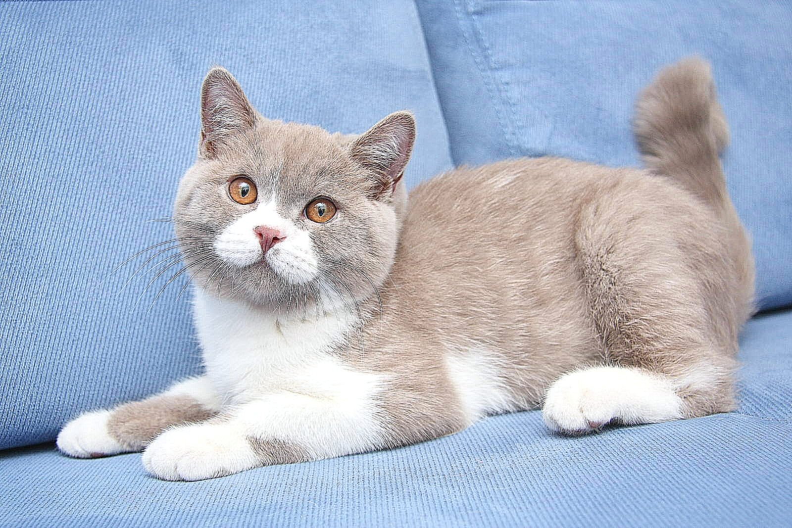 Палитра окрасов британской кошки