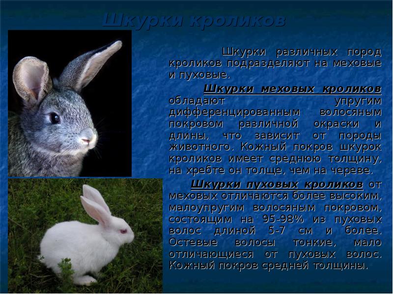 Калифорнийский кролик: описание породы, разведение и содержание