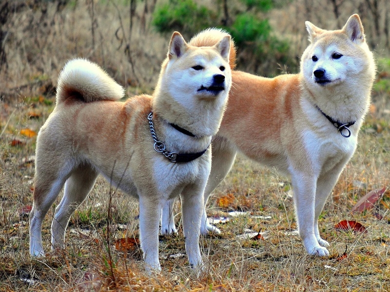 Сикоку — редкая порода собак, выведенная в Японии