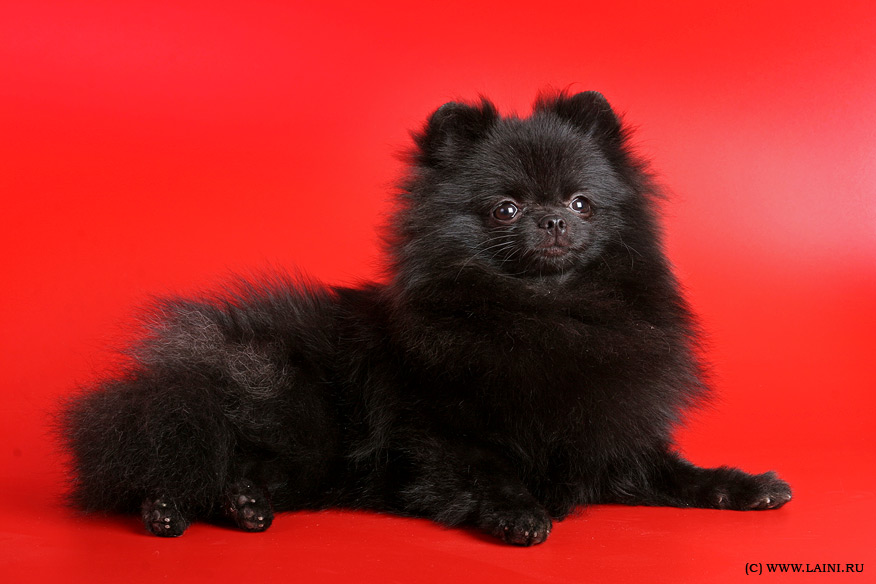 Черный шпиц: померанская черно-подпалая или черно-белая собака