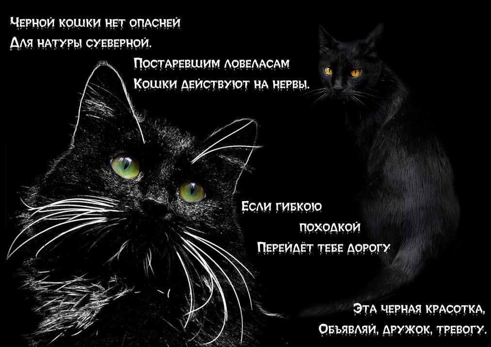 Кошка приходи к чему. Цитаты про черных котов. Стих про черного кота. Черный кот высказывания. Цитаты про черного кота смешные.