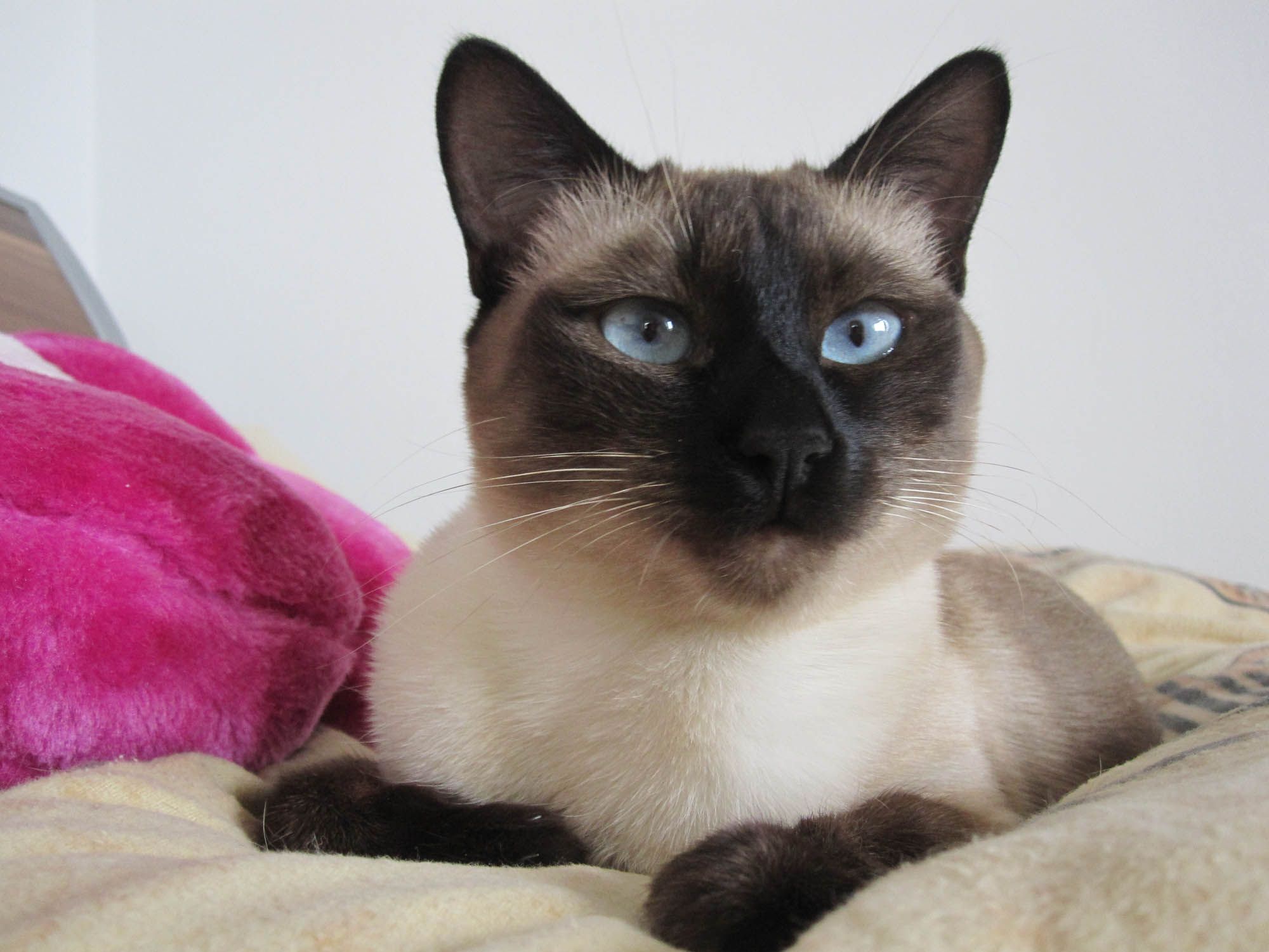 Тайская кошка: описание породы и характера