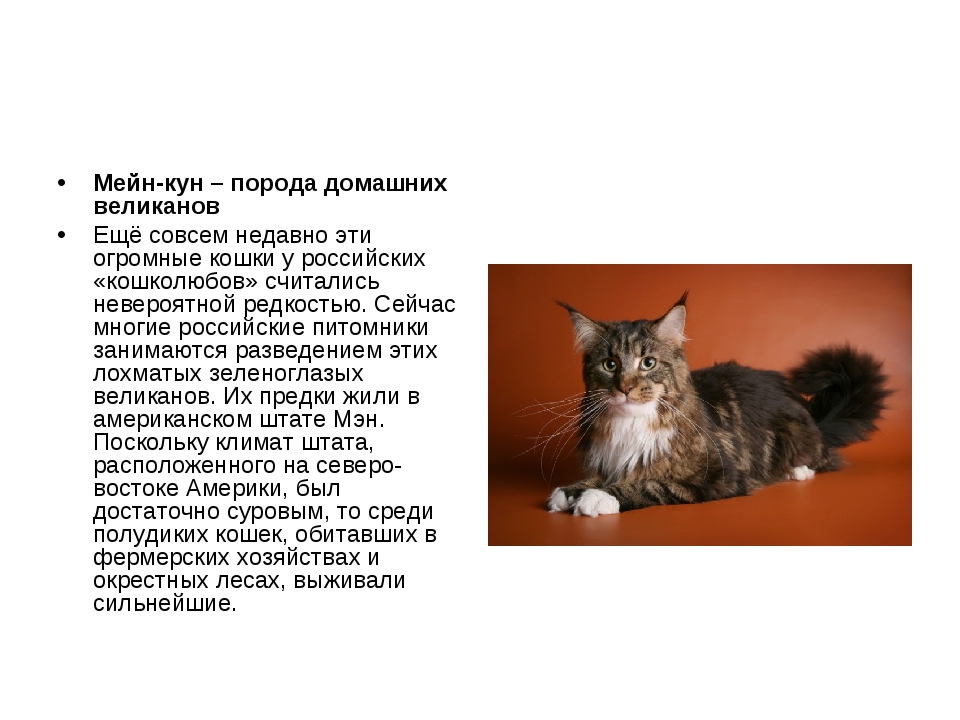 Сибирская кошка: новый взгляд на давнюю знакомую