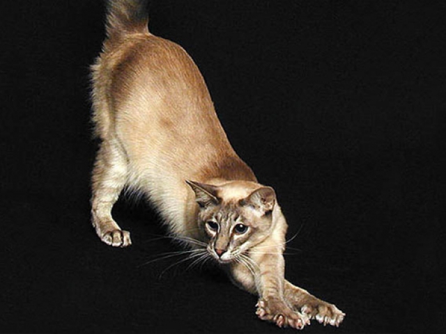 Яванез (Яванская кошка)
