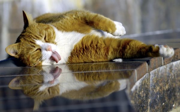 Спасаем кошку от жары: особенности терморегуляции и помощь при перегревании
