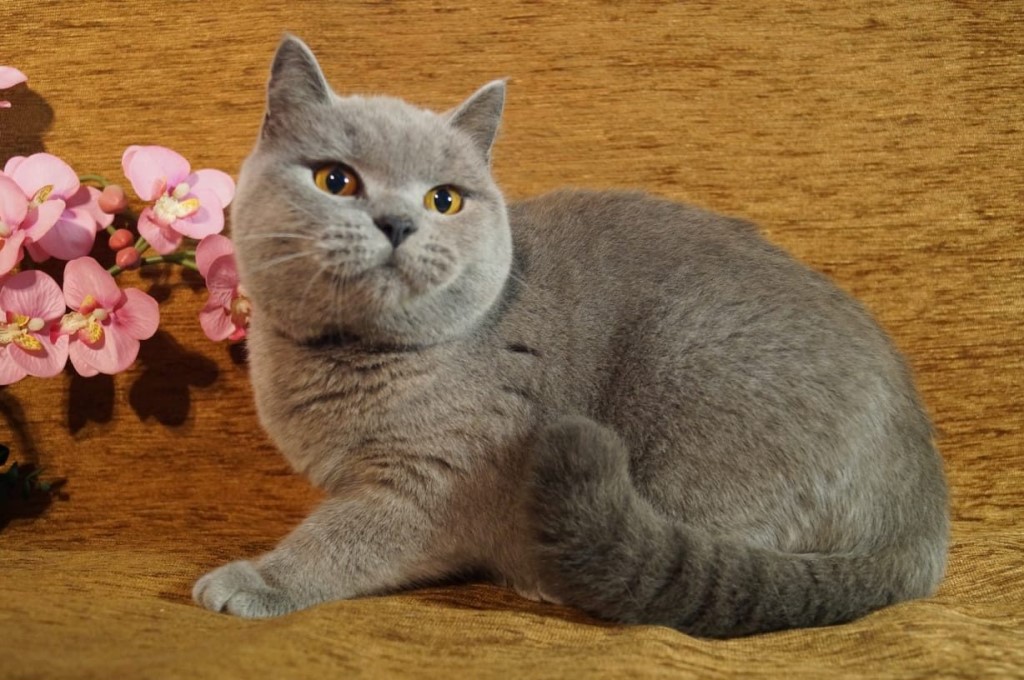 Британская короткошерстная кошка, коты и котята