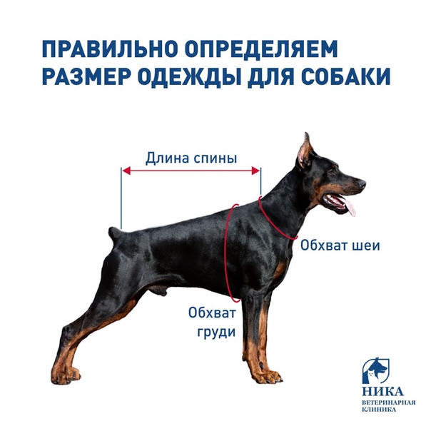 Размеры собак: как определить габариты для одежды