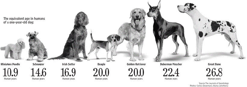 Сколько на самом деле могут прожить собаки