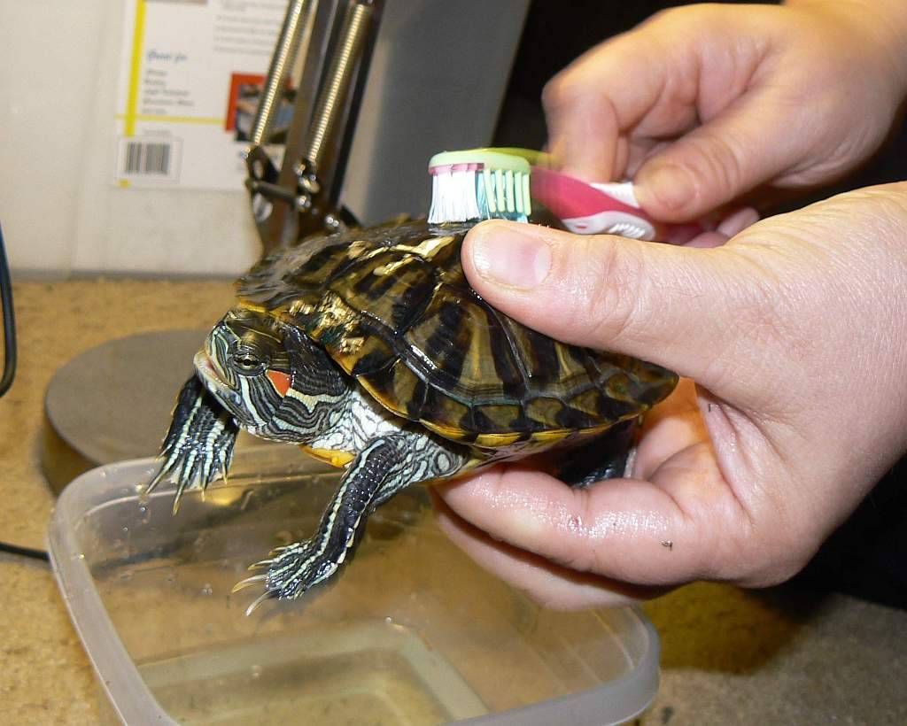 Красноухая черепаха — где живет и как за ней ухаживать