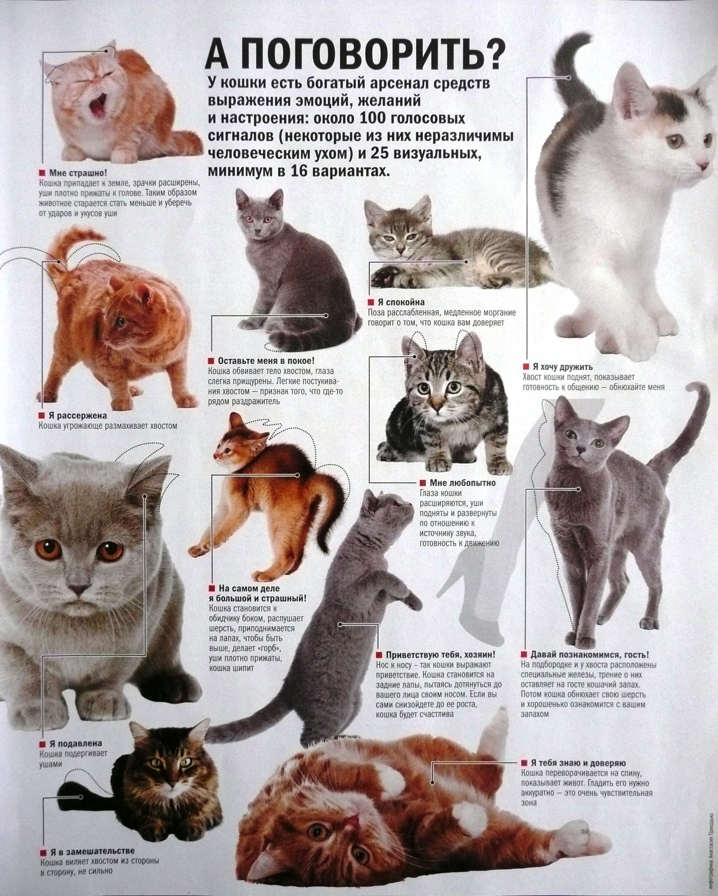 Объединяющее разнообразие беспородных котов