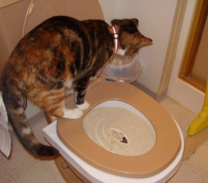 Попа кота: почему ездит после туалета, причины покраснения