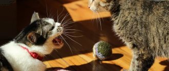 Гангренозный стоматит у кошек: симптомы и лечение