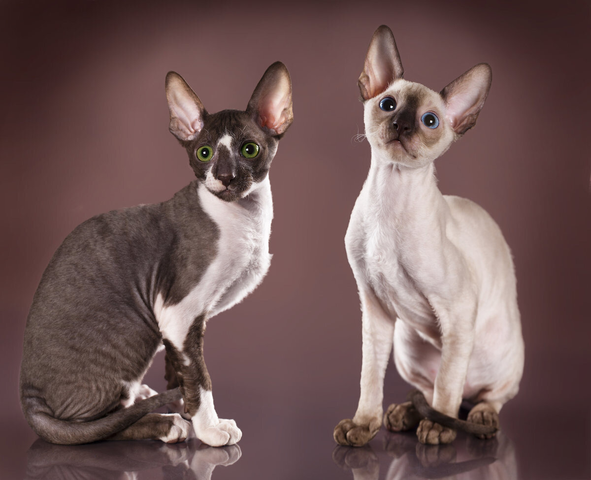 Кошки сфинксы породы фото и названия