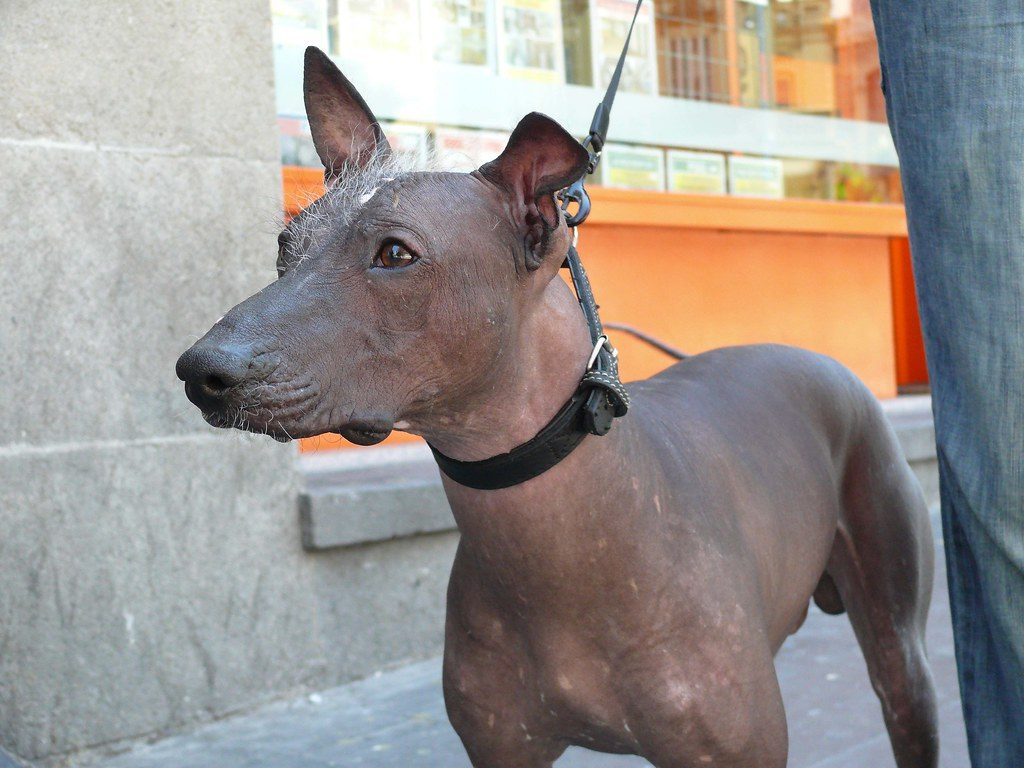 Лысая собака с хохолком (мексиканская ксолоитцкуинтли)