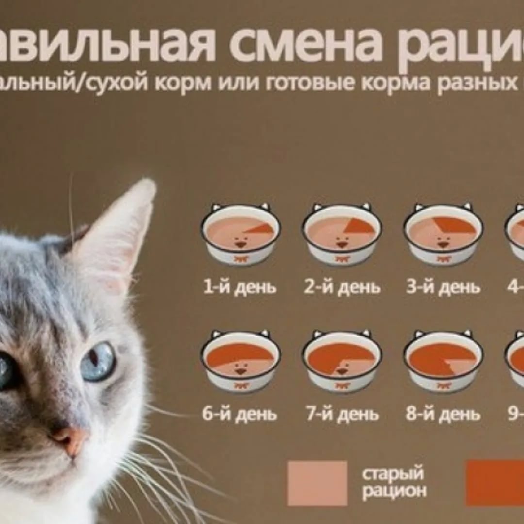 Чем кормить котенка 2 месяца: сколько раз в день и какой пищей