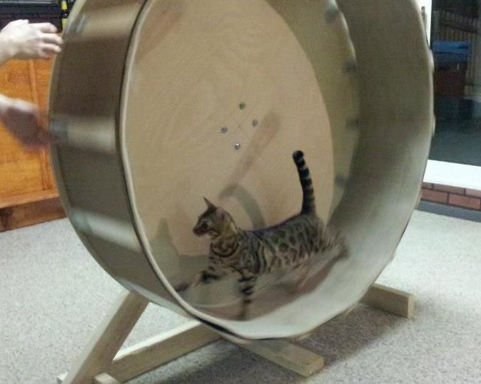 Беговое колесо для кошек своими руками