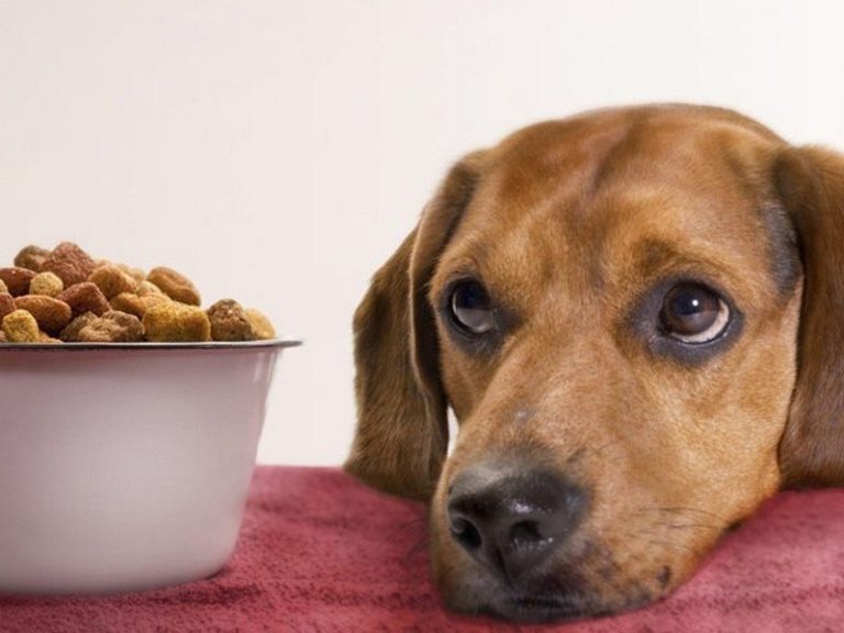 Собака не ест: почему отказывается от еды питомец