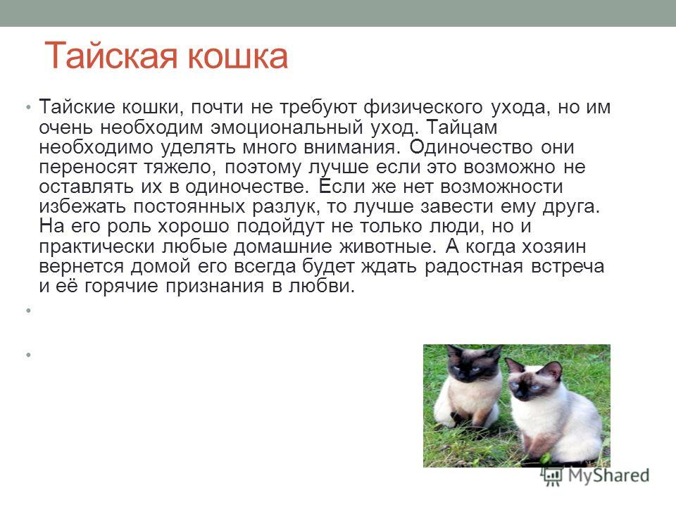 Особенности приобретения и содержания тайской кошки