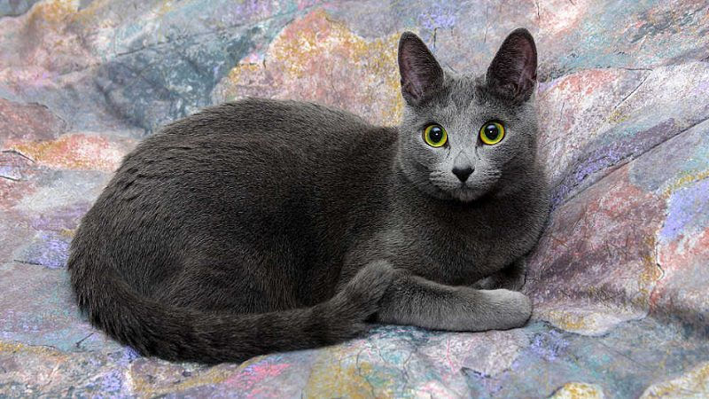 Русская голубая кошка: описание породы и характера