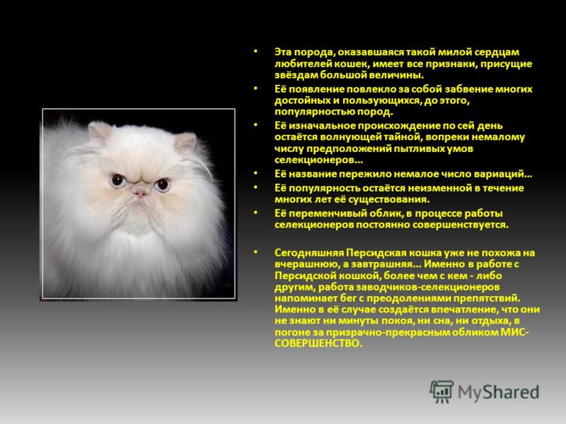 Персидский кот: описание породы и характера, сколько живут