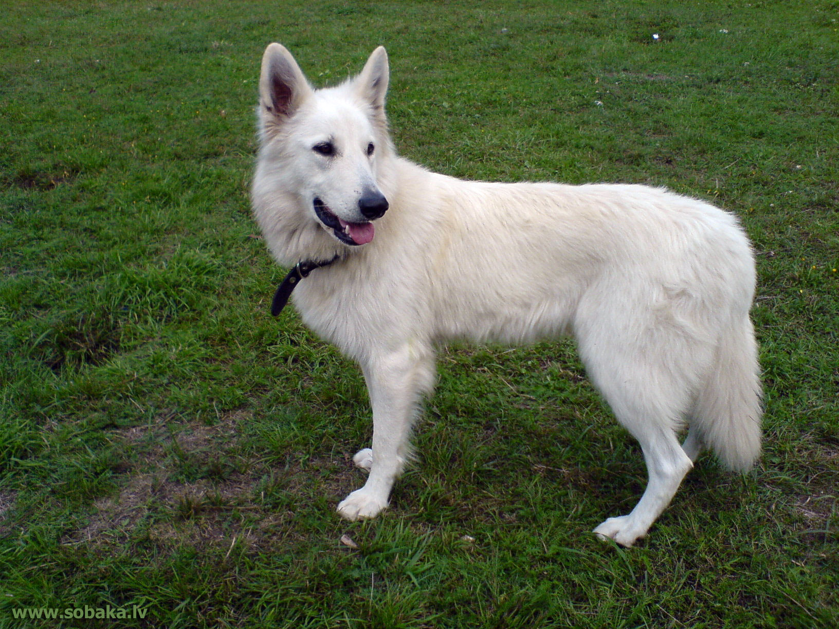 Большие и маленькие собаки с белоснежной шерстью: список пород и особенности ухода