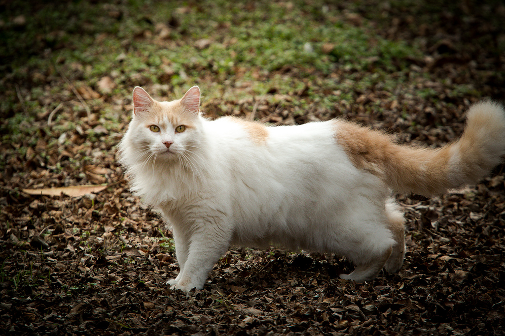 Турецкий ван: кошки и коты