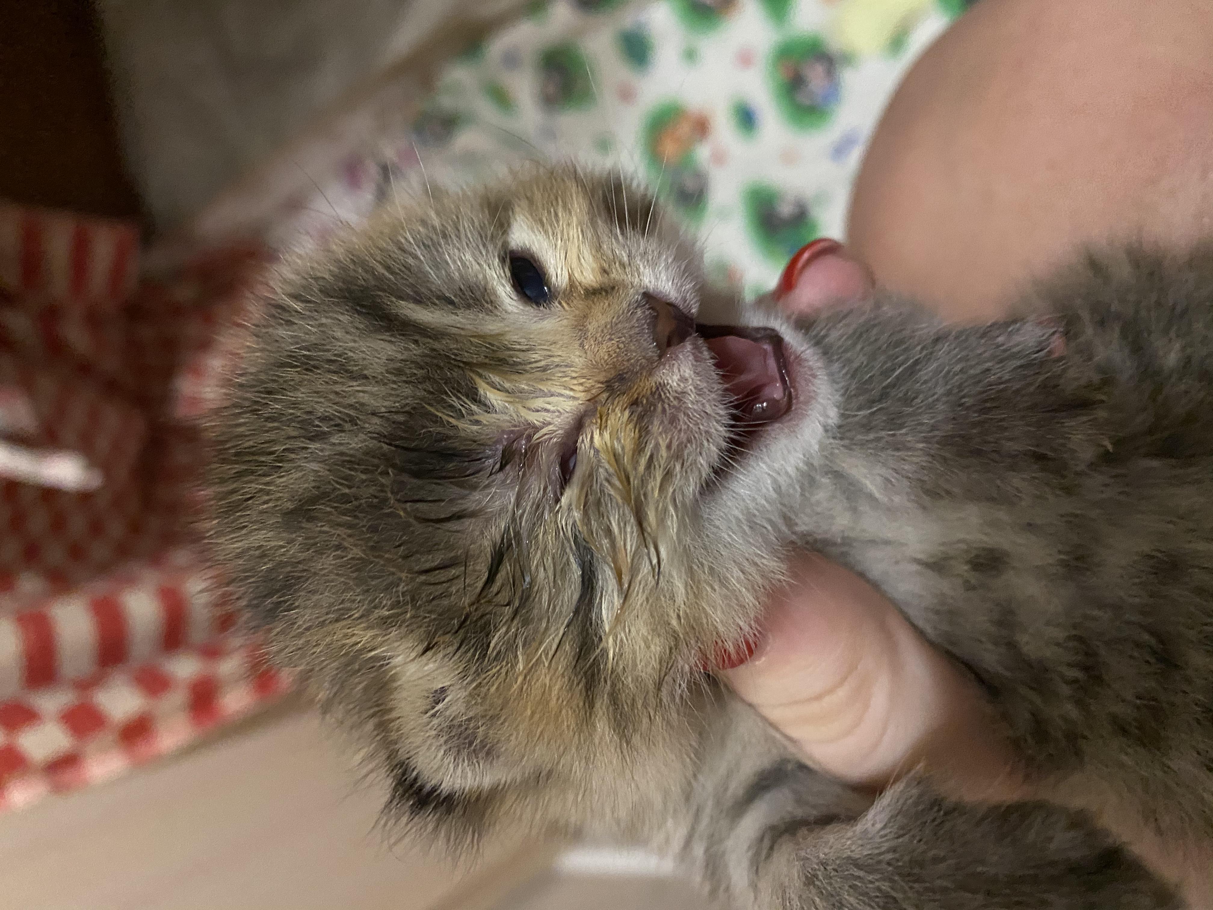 Когда котята открывают глаза: через сколько дней после рождения