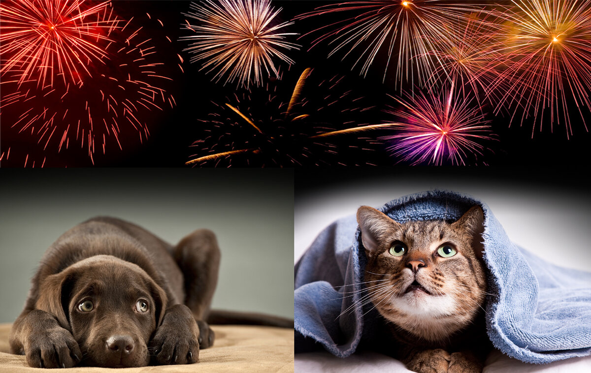 Как пережить Новый год кошкам и собакам дома?