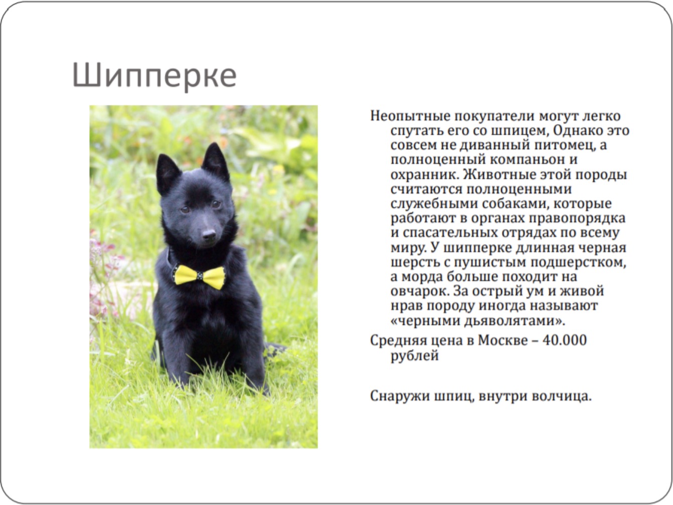 Шипперке (собака): описание породы, характер