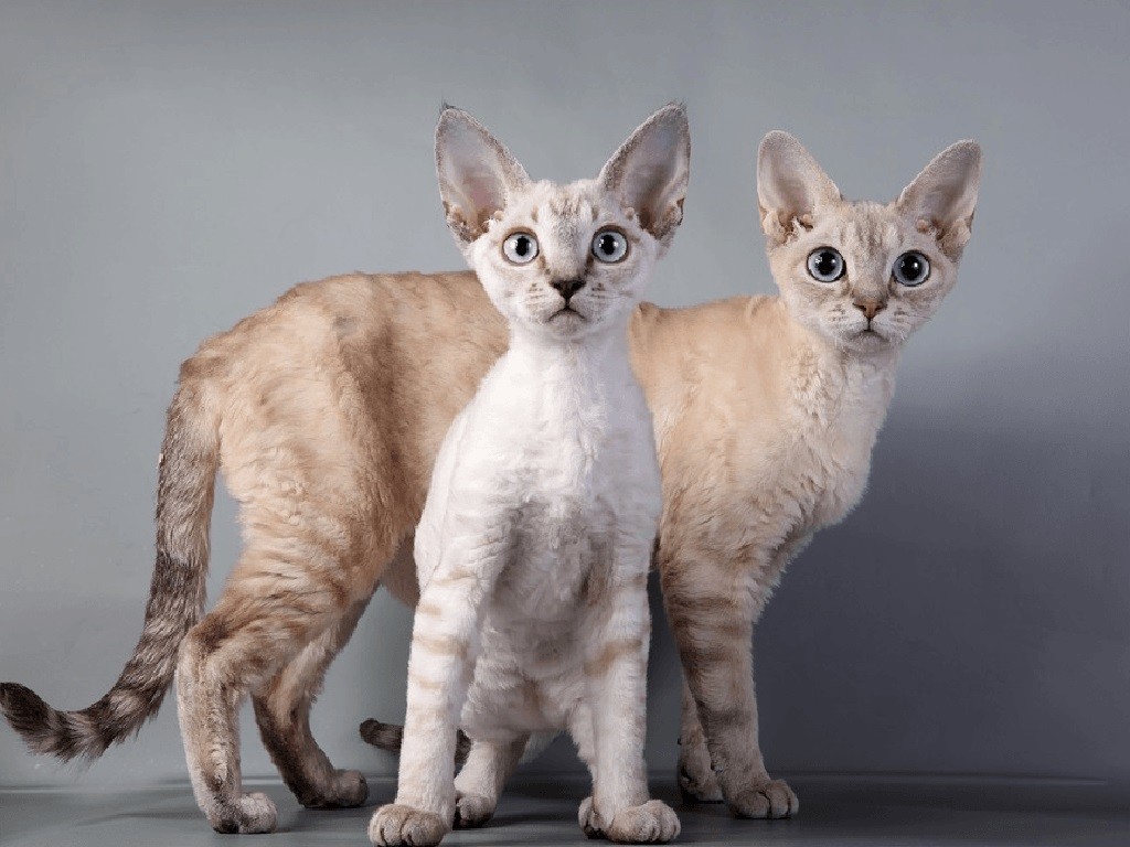 Азиатские породы кошек