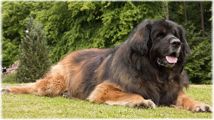 Большие собаки: породы крупных размеров и их названия