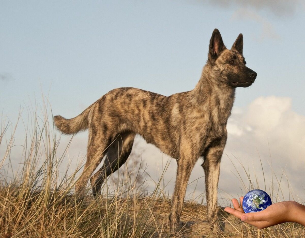 Голландская овчарка — пастушья собака в тигровой шкуре