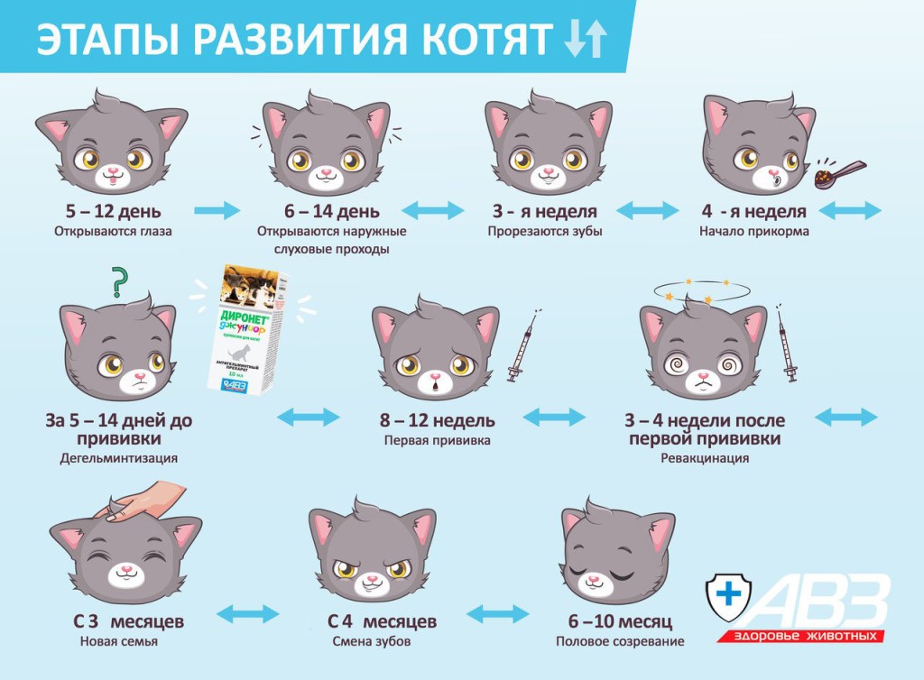 Как определить возраст котенка: основные методы и варианты подсчета