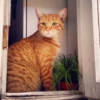 Как назвать рыжего кота: оригинальные примеры кличек