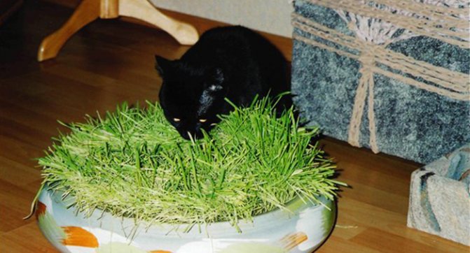 Трава для кошек и котов