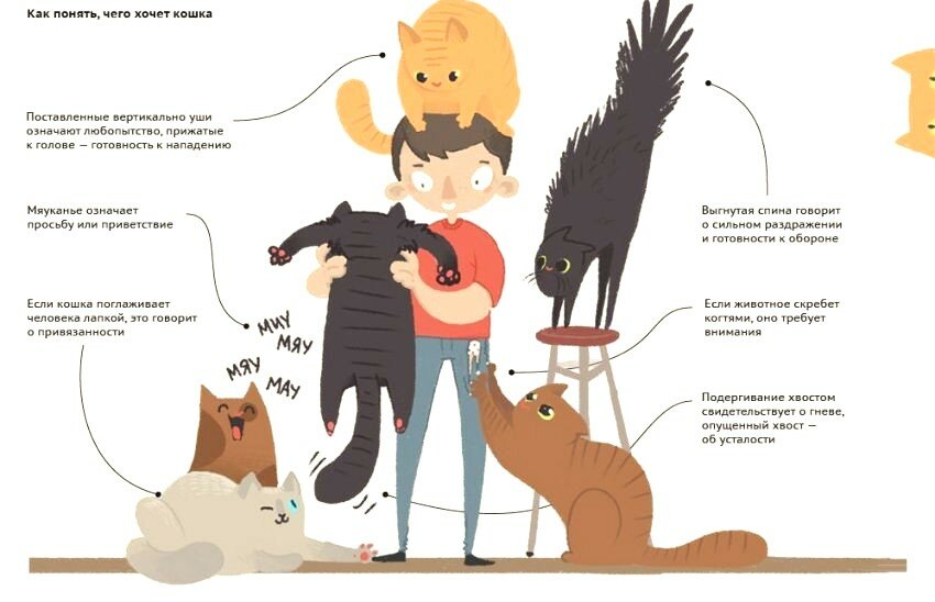 7 условий, которые придется соблюдать, чтобы не раздражать своего кота